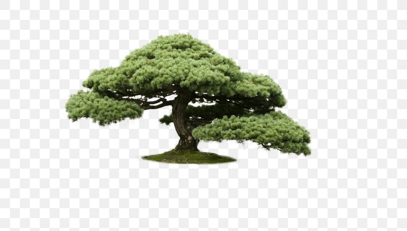 Indoor Bonsai Tree Cedar Chinese Sweet Plum, PNG, 700x466px, Bonsai, Bonsai Cultivation And Care, Cedar, Chinese Sweet Plum, Container Garden Download Free