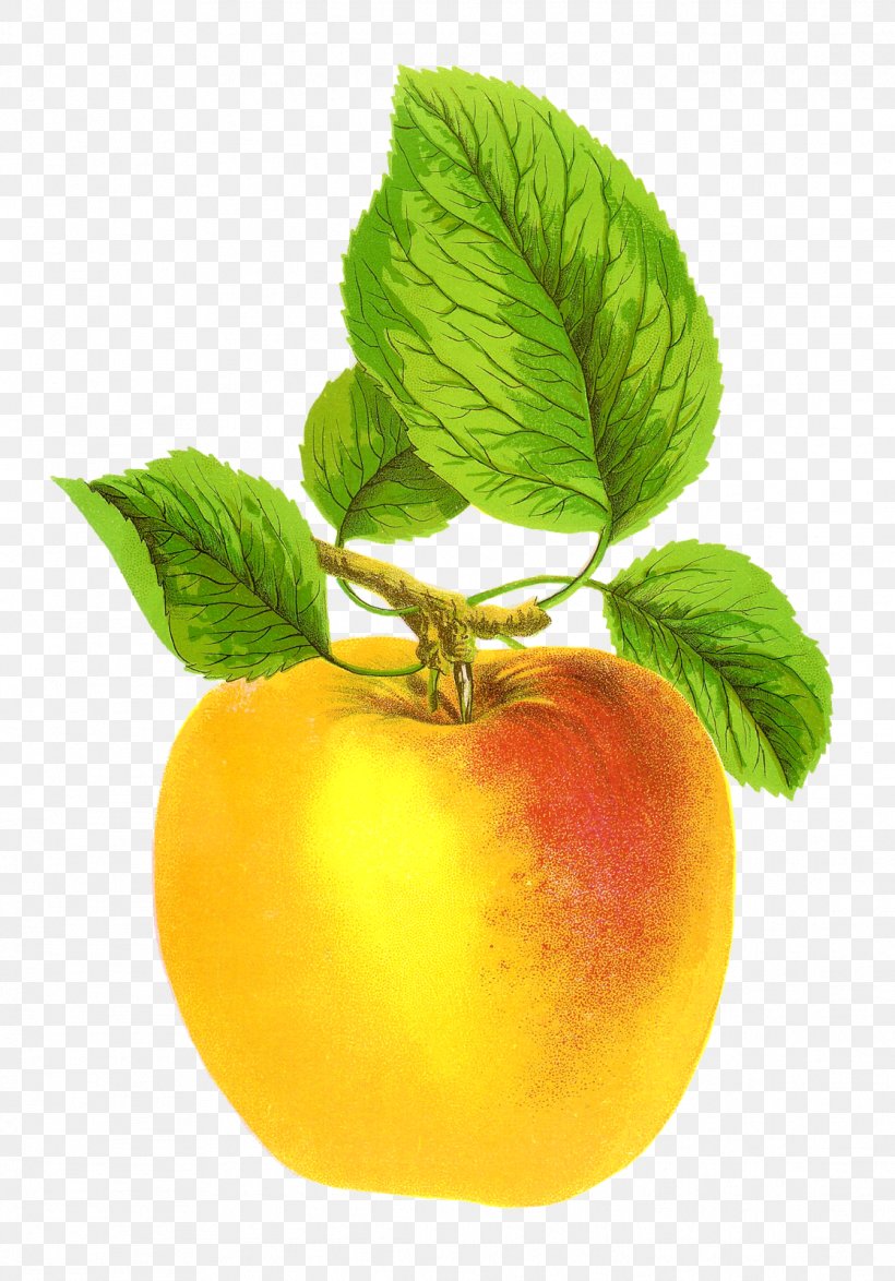 Apple Cider Fruit Clip Art, PNG, 1117x1600px, Apple, Apple Cider, Diagram, Diet Food, Drawing Download Free