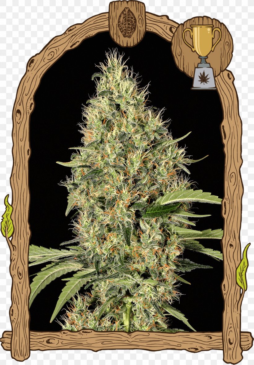 Cannabis Sativa Seed Marijuana White Widow, PNG, 940x1350px, Cannabis, Autoflowering Cannabis, Cannabis Sativa, Dominance, Grass Download Free