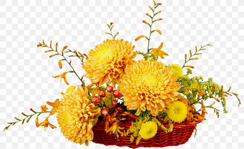 Chrysanthemum Clip Art Desktop Wallpaper Flower, PNG, 800x502px, Chrysanthemum, Chrysanths, Cut Flowers, Directory, Floral Design Download Free