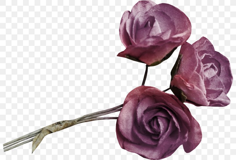 Garden Roses Beach Rose Cabbage Rose Image Flower, PNG, 800x558px, Garden Roses, Artificial Flower, Beach Rose, Cabbage Rose, Cut Flowers Download Free