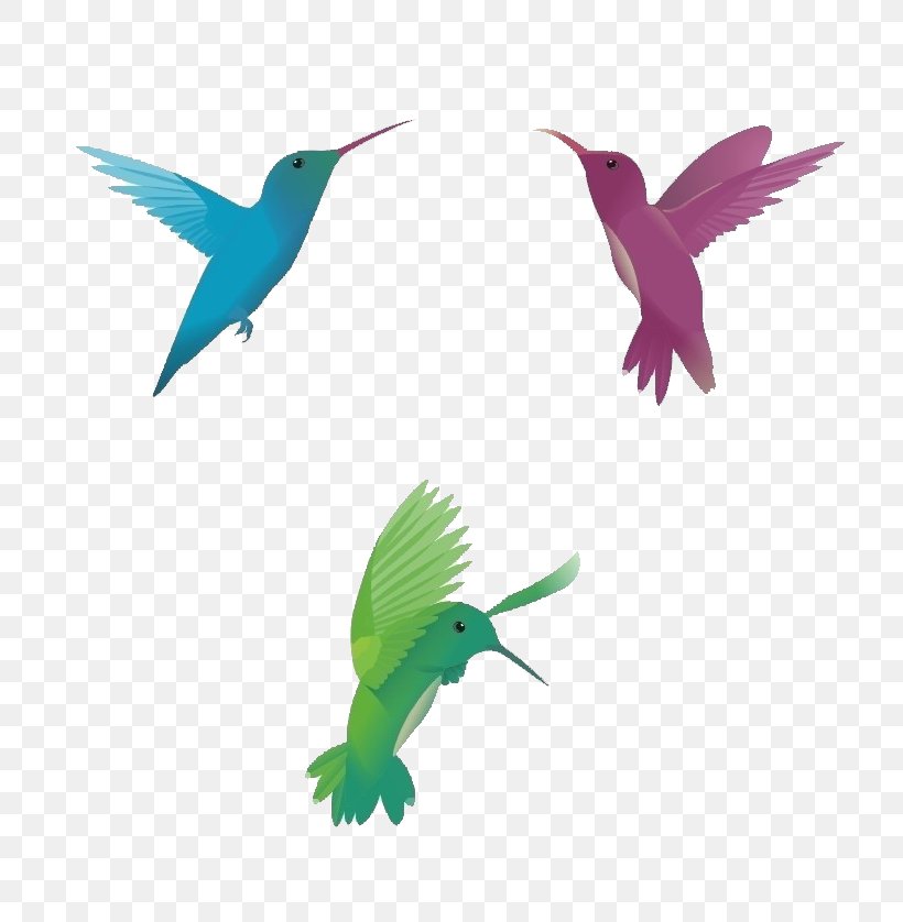 Hummingbird Euclidean Vector, PNG, 800x838px, Hummingbird, Animation, Beak, Bird, Fauna Download Free
