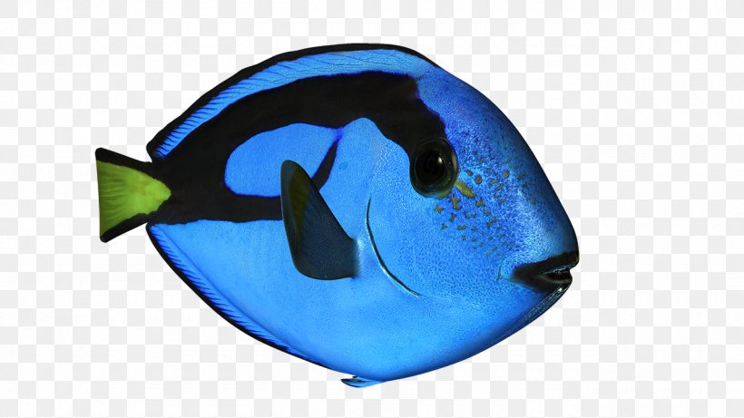 Marine Biology Dolphin Microsoft Azure Fish, PNG, 1280x720px, Marine Biology, Biology, Dolphin, Electric Blue, Fish Download Free