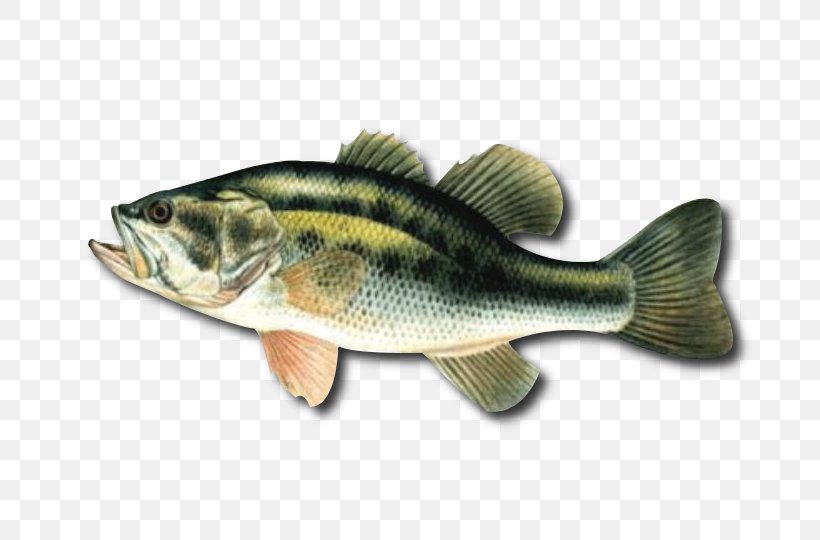 12 In X 18 In Nauti Bass Goodbye Funny Flag Humour Fish NAUTI 