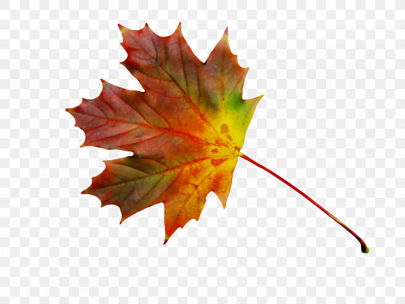 Maple Leaf, PNG, 4304x3228px, Maple Leaf, Autumn, Black Maple, Deciduous, Flower Download Free