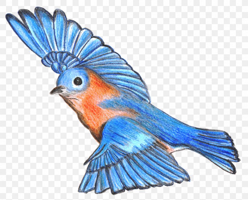 Mountain Bluebird Drawing Bluebird Of Happiness Lovebird, PNG, 1200x971px, Bird, Art, Beak, Bluebird, Bluebird Of Happiness Download Free