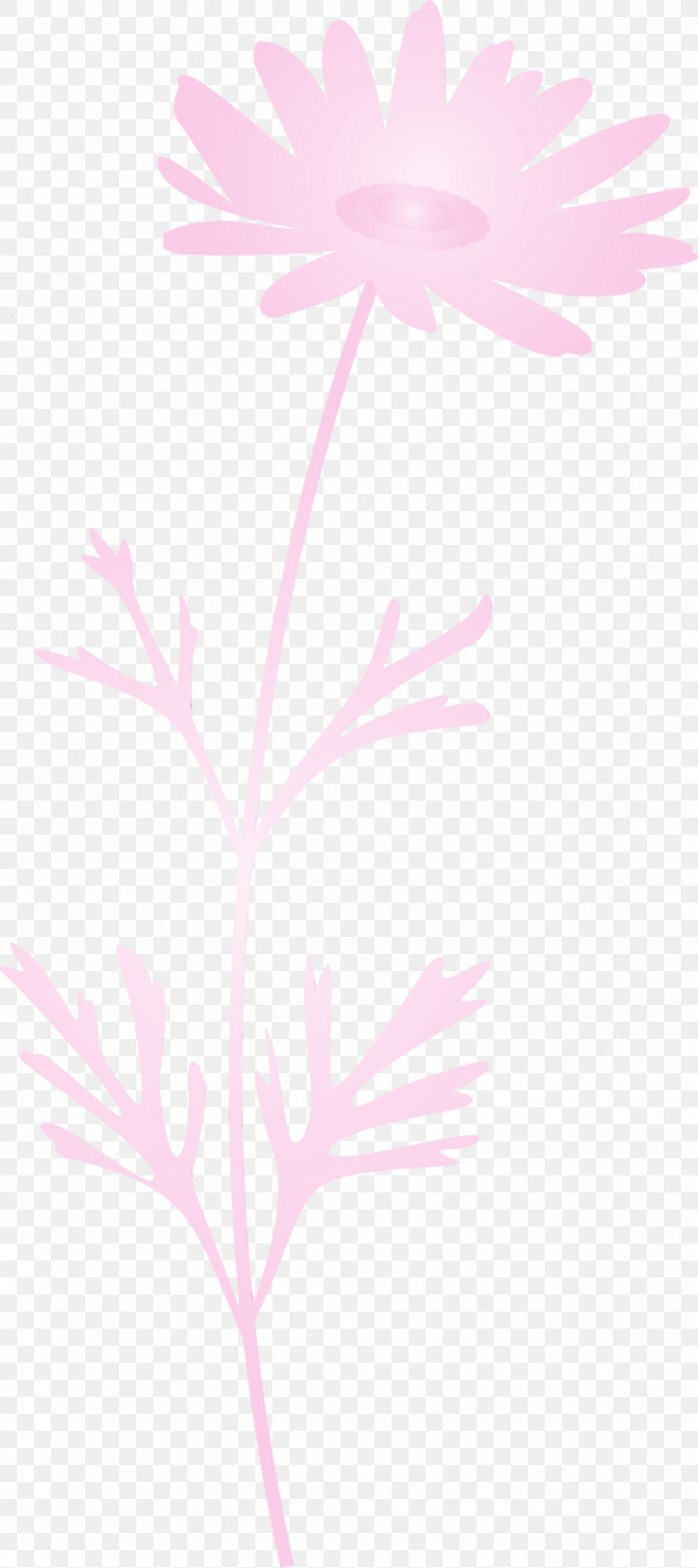 Pink Leaf Plant Pedicel Flower, PNG, 1336x3000px, Marguerite Flower, Flower, Leaf, Paint, Pedicel Download Free