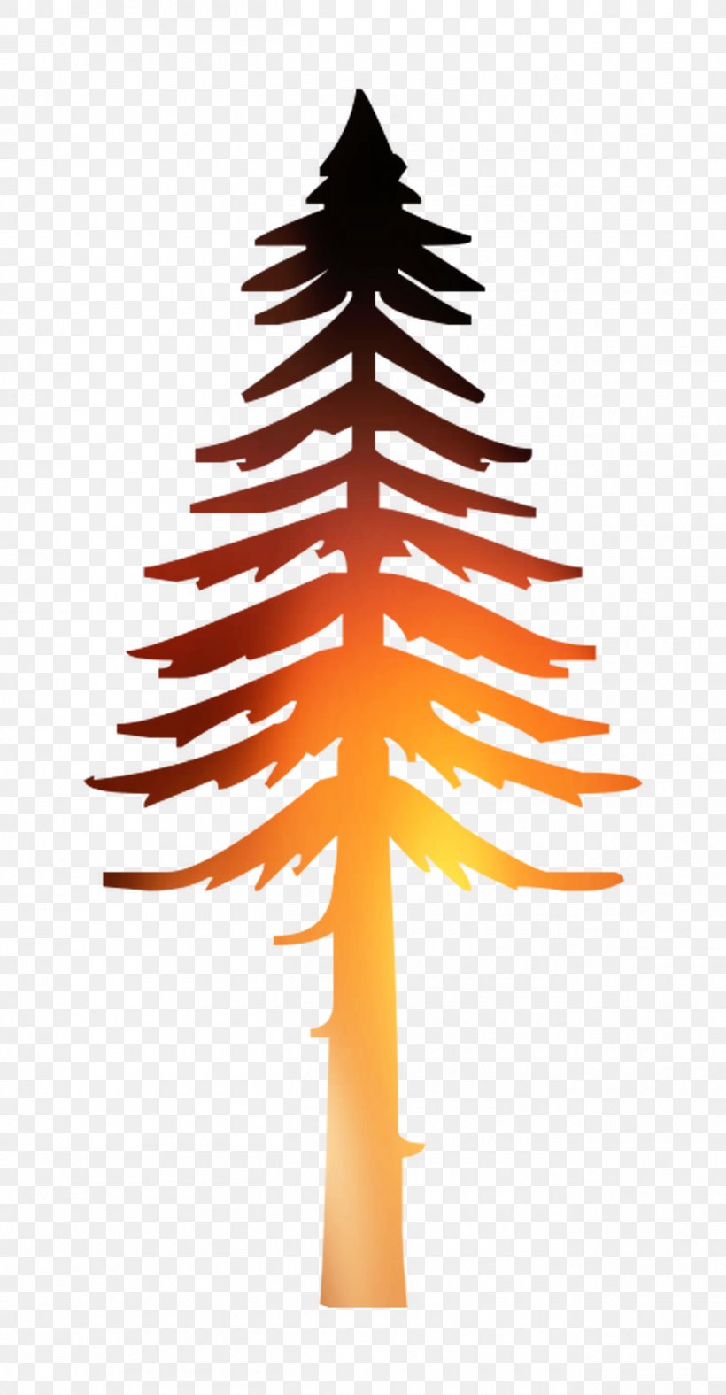 Fir Vector Graphics Illustration Image Drawing, PNG, 1300x2500px, Fir, American Larch, Branch, Christmas Decoration, Christmas Tree Download Free