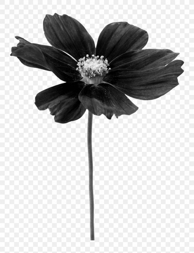 Petal Pink Flowers Photography Art, PNG, 1140x1482px, Petal, Architecture, Art, Black, Black And White Download Free
