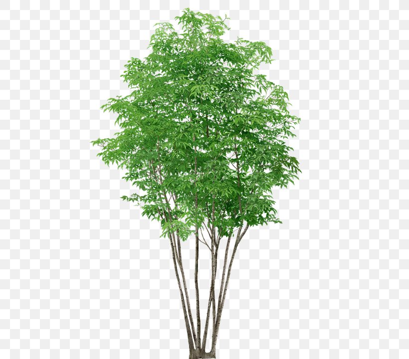 Clip Art Tree Download Image, PNG, 460x720px, Tree, Branch, Dwg, Grass, Herb Download Free