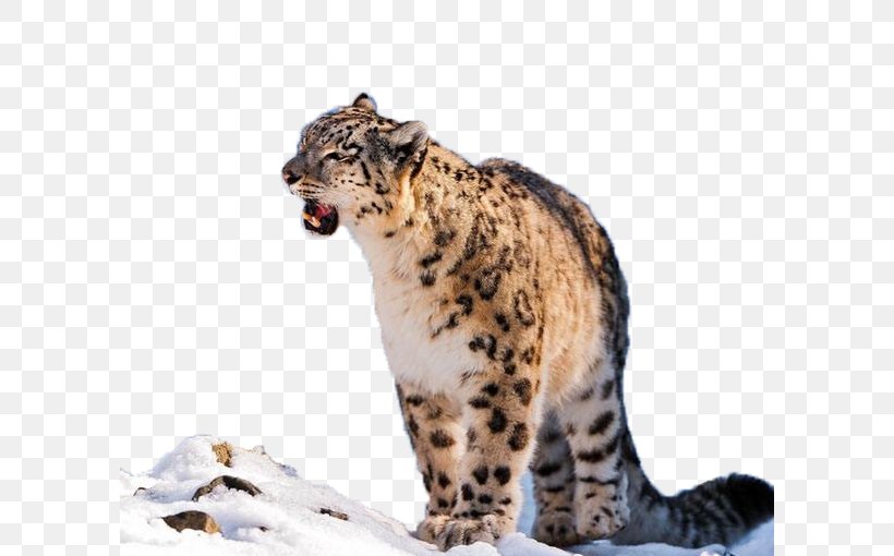 Snow Leopard Desktop Wallpaper Clip Art, PNG, 600x510px, Leopard, Big Cats, Carnivoran, Cat Like Mammal, Cheetah Download Free