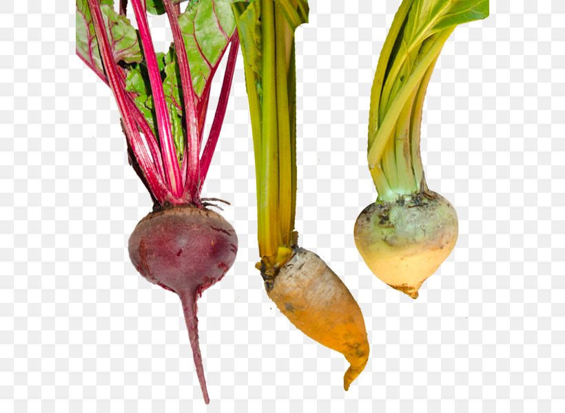 Beetroot Turnip, PNG, 600x600px, Beetroot, Beet, Food, Plant Stem, Turnip Download Free