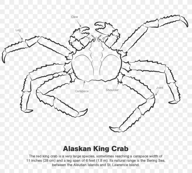 Crab Line Art Drawing /m/02csf, PNG, 854x768px, Crab, Area, Art, Artwork, Black And White Download Free