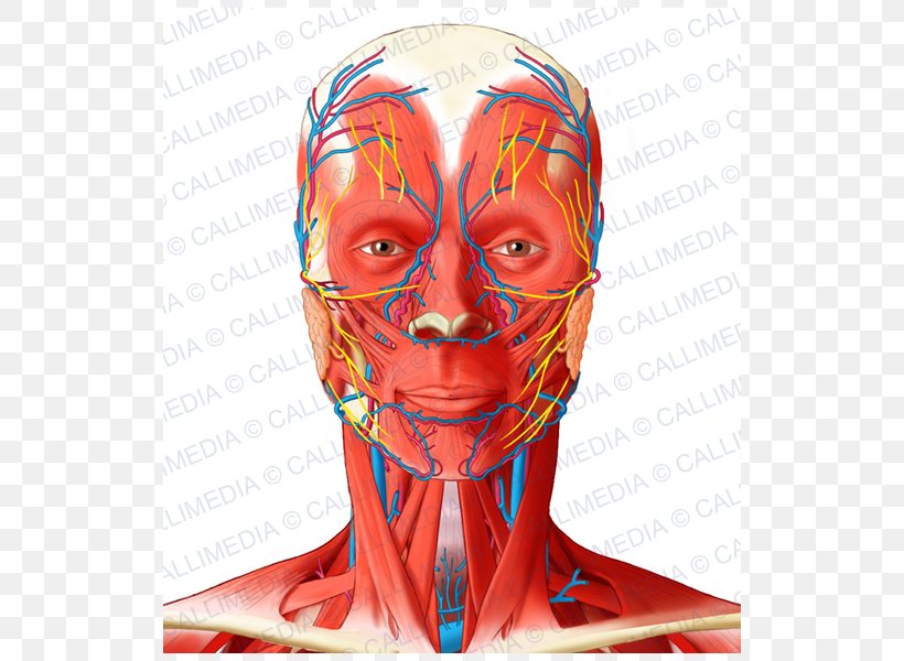 Facial Artery Angular Artery Head And Neck Anatomy Muscle, PNG, 600x600px, Watercolor, Cartoon, Flower, Frame, Heart Download Free