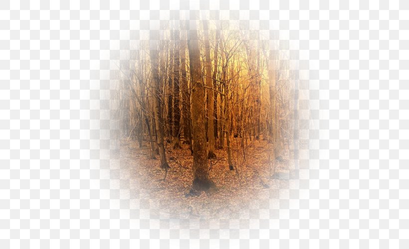 Forest Background, PNG, 500x500px, Tree, Computer, Forest, Landscape, Plant Download Free