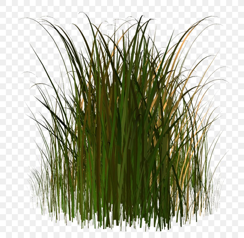Herbaceous Plant Grass Clip Art, PNG, 773x800px, Herbaceous Plant, Chrysopogon Zizanioides, Commodity, Digital Image, Gimp Download Free