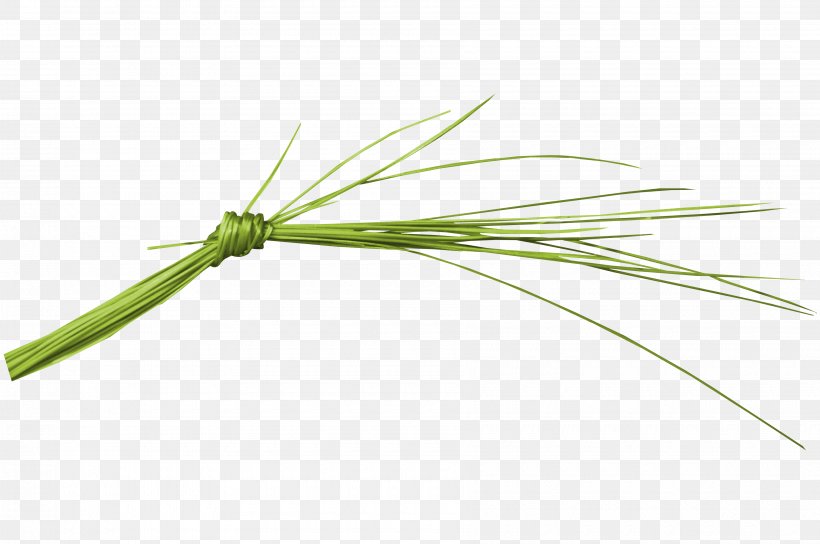 Angle, PNG, 3600x2391px, Plant Stem, Grass, Grass Family Download Free