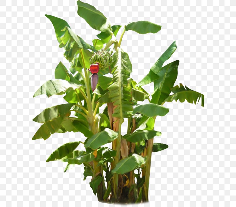 Banana Plant Fruit Tree, PNG, 600x720px, Banana, Arecaceae, Banana Passionfruit, Flowerpot, Fruit Tree Download Free