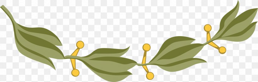 Branch Bay Laurel Drawing Clip Art, PNG, 2400x771px, Branch, Bay Laurel, Cut Flowers, Drawing, Flora Download Free