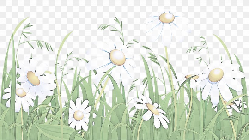 Grass Flower Camomile Snowdrop Plant, PNG, 3000x1697px, Grass, Camomile, Flower, Mayweed, Meadow Download Free