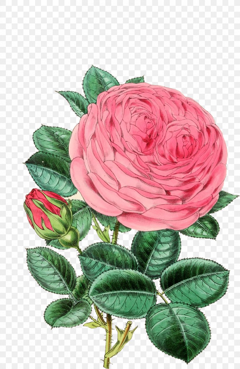Illustration Rose Image Flower Clip Art, PNG, 833x1280px, Rose, Antique, Art, Cut Flowers, Drawing Download Free