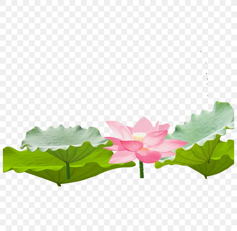 Nelumbo Nucifera Computer Software, PNG, 800x800px, Nelumbo Nucifera, Aquatic Plant, Computer Software, Floral Design, Flower Download Free