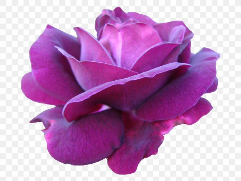Pink Centifolia Roses Purple Garden Roses, PNG, 1024x768px, Pink, Blue, Centifolia Roses, China Rose, Color Download Free