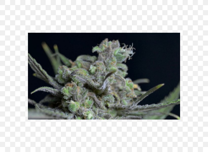 Cannabis Seed Bank Cannabidiol Kush, PNG, 600x600px, Cannabis, Autoflowering Cannabis, Cannabidiol, Cannabis Sativa, Feminized Cannabis Download Free