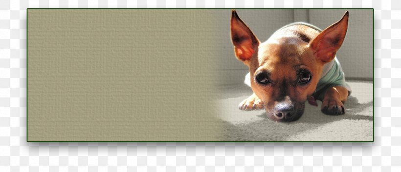 Dog Breed Toy Fox Terrier Chihuahua Puppy Snout, PNG, 961x414px, Dog Breed, Breed, Carnivoran, Chihuahua, Dog Download Free