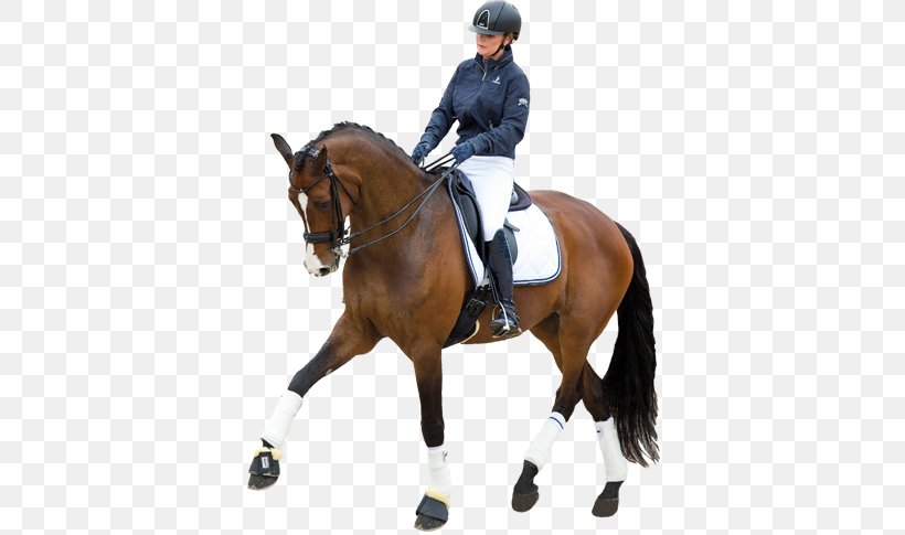 Hunt Seat Stallion Horse Dressage Rein, PNG, 645x485px, Hunt Seat, Animal Sports, Animal Training, Bit, Bridle Download Free