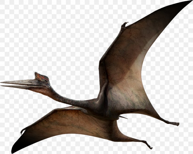 Quetzalcoatlus Pterosaurs Pteranodon Flight Late Cretaceous, PNG, 903x720px, Quetzalcoatlus, Age Of Dinosaurs, Azhdarchidae, Dinosaur, Flight Download Free