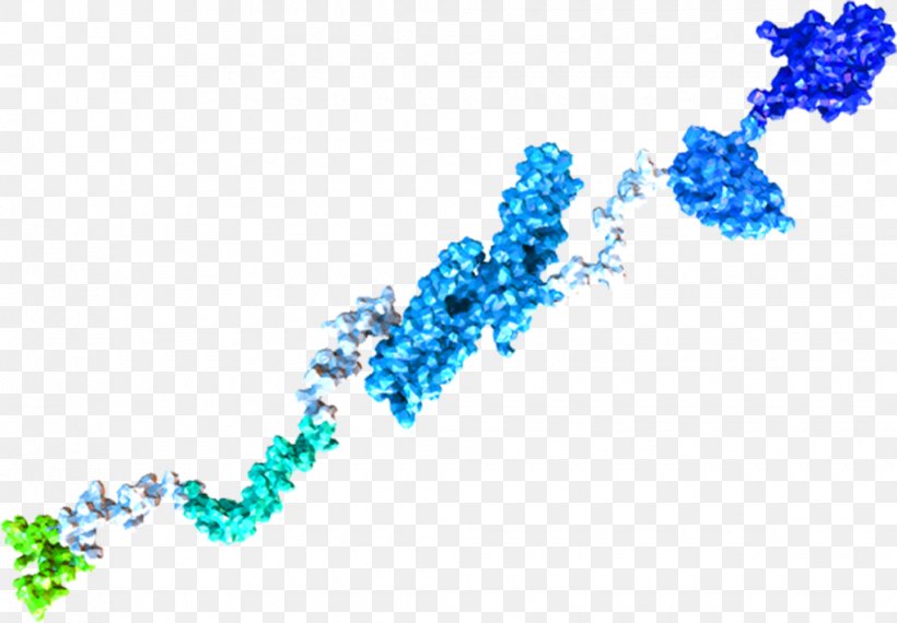 Amyloid Precursor Protein Beta-secretase 1 Alzheimer's Disease Amgen, PNG, 1020x710px, Amyloid Precursor Protein, Amgen, Amyloid, Betasecretase 1, Blue Download Free