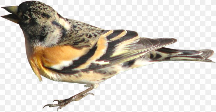 Bird Brambling Domestic Pigeon Finch Sparrow, PNG, 1000x519px, Bird, American Sparrows, Beak, Bird Nest, Brambling Download Free