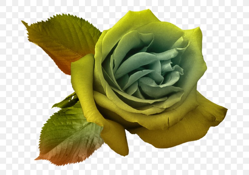 Flower Garden Roses Love Boyfriend Marriage Proposal, PNG, 740x577px, Flower, Austrian Briar, Boyfriend, Cut Flowers, Father Download Free
