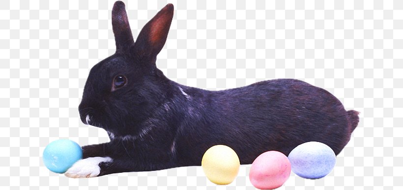 Hare Domestic Rabbit Easter Bunny Angora Rabbit, PNG, 650x388px, Hare, Angora Rabbit, Animal, Dog Like Mammal, Domestic Rabbit Download Free
