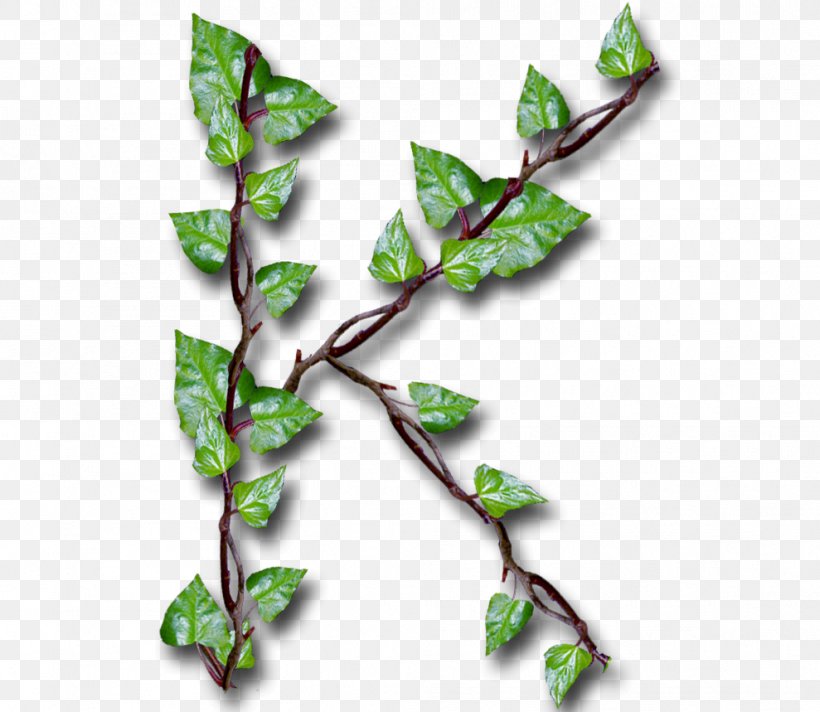 Twig Leaf YouTube Alphabet Inc. Common Ivy, PNG, 989x859px, Twig, Alphabet Inc, Branch, Common Ivy, Cricut Download Free