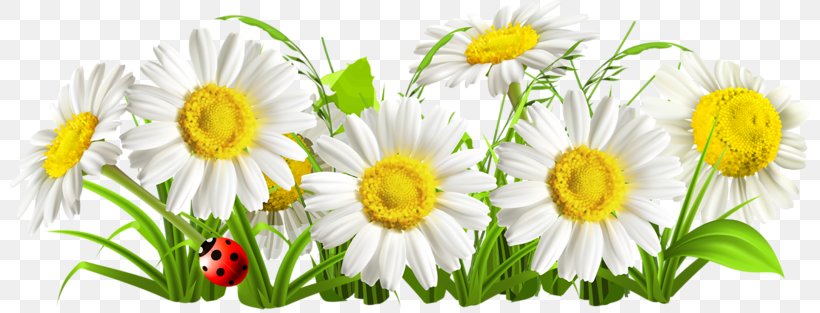 Chamomile Flower Common Daisy, PNG, 800x313px, Chamomile, Annual Plant, Chamaemelum Nobile, Chrysanths, Common Daisy Download Free