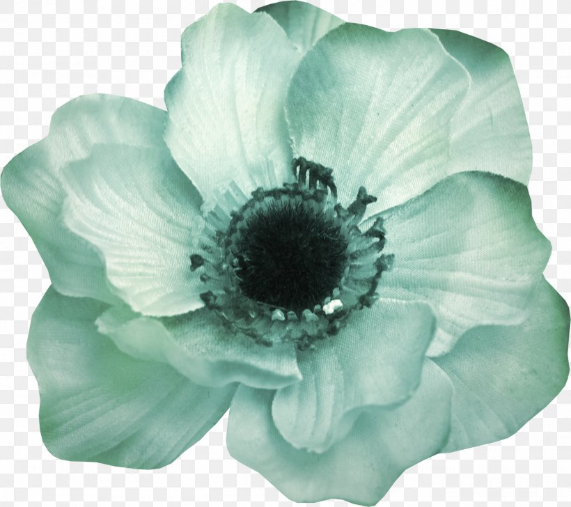 Chrysanthemum, PNG, 1500x1333px, Chrysanthemum, Anemone, Flower, Flowering Plant, Gratis Download Free