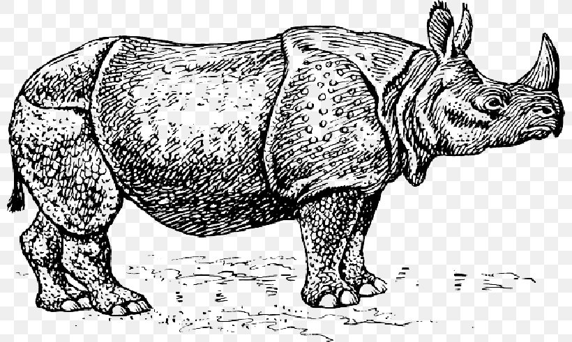 Javan Rhinoceros Clip Art Vector Graphics White Rhinoceros, PNG, 800x491px, Rhinoceros, Animal, Animal Figure, Black Rhinoceros, Drawing Download Free