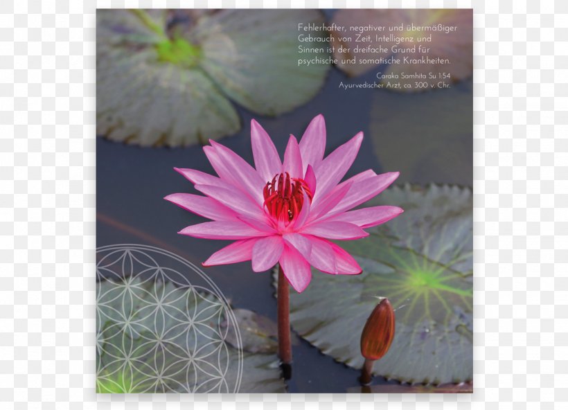 Pink M Flowering Plant RTV Pink Aquatic Plants, PNG, 1119x809px, Pink M, Aquatic Plant, Aquatic Plants, Flora, Flower Download Free