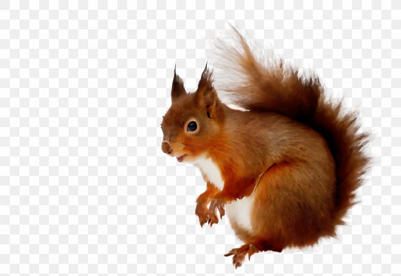 Squirrel Eurasian Red Squirrel Tail Wildlife Fox Squirrel, PNG, 2408x1660px, Watercolor, Eurasian Red Squirrel, Fox Squirrel, Paint, Squirrel Download Free