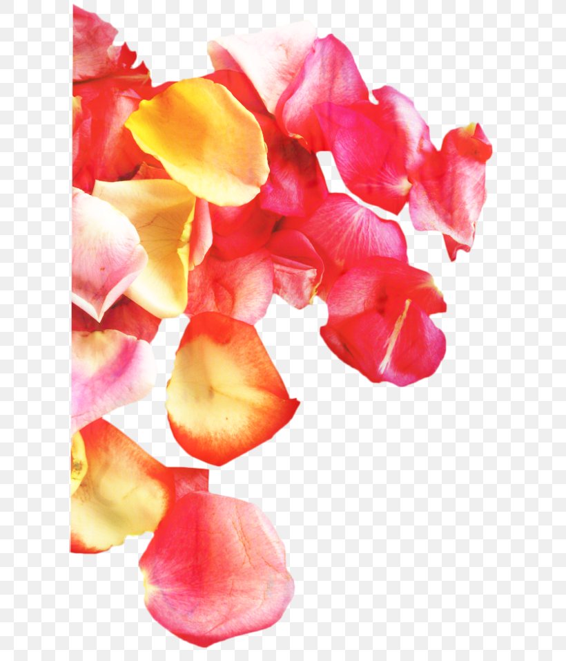 Sweet Pea Flower, PNG, 619x956px, Petal, Closeup, Cut Flowers, Flower, Magenta Download Free