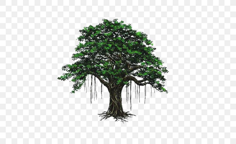 Bodhi Tree, PNG, 500x500px, Bodhi Tree, Bodhi, Branch, Ficus Religiosa, Houseplant Download Free