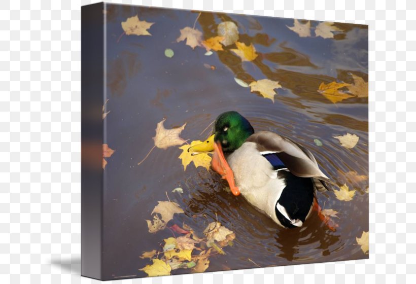 Duck Painting Picture Frames, PNG, 650x560px, Duck, Bird, Ducks Geese And Swans, Fauna, Livestock Download Free