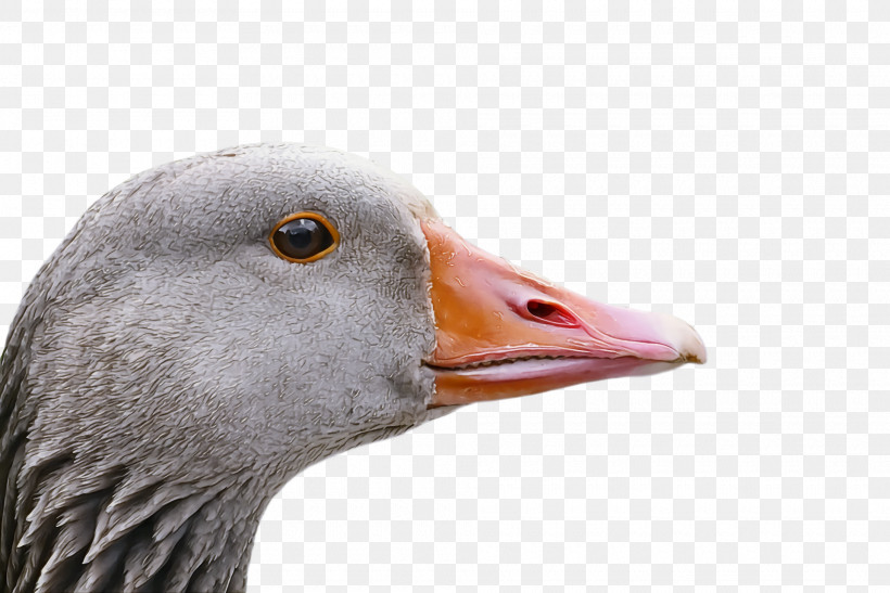 Goose Wild Animal, PNG, 1920x1282px, Goose, Animal, Beak, Bird, Closeup Download Free