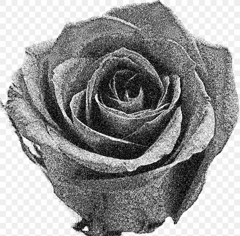 Rose Desktop Wallpaper Stock Photography Clip Art, PNG, 2375x2334px, Rose, Black And White, Black Rose, Cut Flowers, Flower Download Free