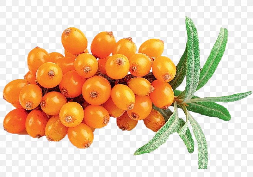 Dietary Supplement Sea Buckthorns Sea Buckthorn Oil Vegetable Oil, PNG, 1049x737px, Dietary Supplement, Berry, Dried Fruit, Essential Fatty Acid, Extract Download Free