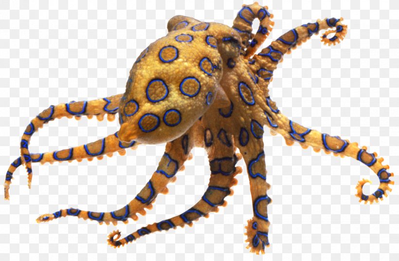 Greater Blue-ringed Octopus Pufferfish Fugu Tetrodotoxin, PNG, 1440x943px, Greater Blueringed Octopus, Animal, Animal Bite, Blueringed Octopus, Box Jellyfish Download Free