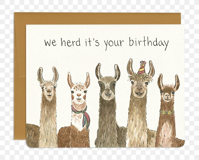 Llama Greeting & Note Cards Birthday Alpaca Gift, PNG, 800x661px, Llama, Alpaca, Animal, Birthday, Camel Like Mammal Download Free