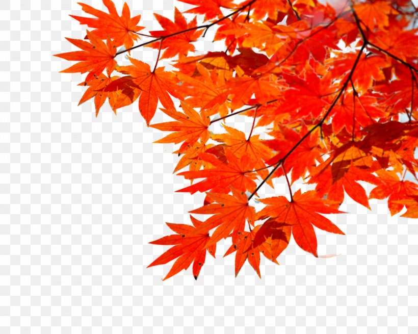 Maple Leaf Autumn, PNG, 2135x1707px, Maple Leaf, Aliexpress, Autumn, Flowering Plant, Fundal Download Free